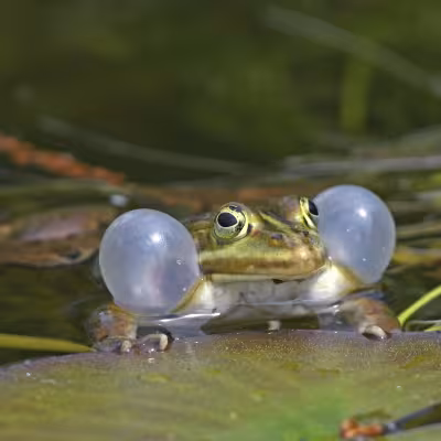 Grenouille verte©Adobestock/B.Trapp Grenouille verte